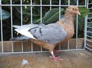 exemplar rar - Hen Gold Blue wing Barred with white Flight