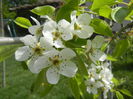 Pear Tree Blossom (2014, April 13)
