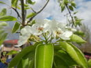 Pear Tree Blossom (2014, April 13)
