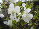 Sour Cherry Blossom (2014, April 03)