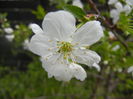 Sour Cherry Blossom (2014, April 03)