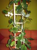 Jasminum de Madagascar