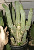 Trichocereus bridgesii penis cactus