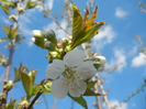 Cherry Blossom. Flori Cires ('14, Mar.27)