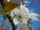 Cherry Blossom. Flori Cires ('14, Mar.27)