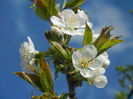 Cherry Blossom. Flori Cires ('14, Mar.27)