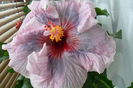 name 126