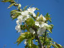 Cherry Blossom. Flori Cires ('14, Mar.30)