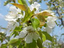 Cherry Blossom. Flori Cires ('14, April 01)