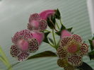 DSCN9587