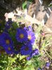 Aster dumosus sapphire