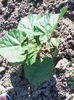 Paulownia