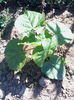 Paulownia