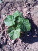 Paulownia