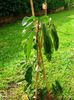 PawPaw, Asimina Triloba