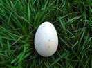 Primul ou 24 sep. 2014 (Cel mai mic oua)