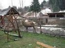 borsa maramures