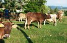 vaci  borsa maramures