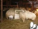oi oierit borsa maramures