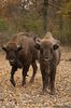 zimbri-bison-bonasus-Wisent-zimbrariaNeagra-Bucsani4m