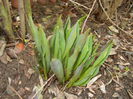 Tulips_Lalele (2014, March 03)