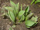 Tulips_Lalele (2014, March 03)