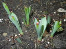 Alliums (2014, March 03)