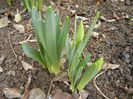 Narcissus_Narcise (2014, March 03)