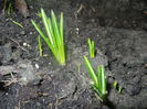 Crocus_Branduse (2014, March 03)