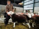Berbecuti Herdwick-44