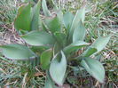 Tulips_Lalele (2014, March 03)