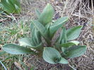 Tulips_Lalele (2014, March 03)