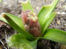 Hyacinthus_Zambila (2014, March 06)