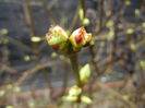 Spring Buds (2014, March 06)