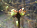 Spring Buds (2014, March 06)