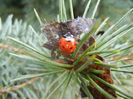 Lady Bug_Buburuza (2014, March 06)