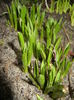 Tulips_Lalele (2014, March 08)
