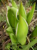 Tulips_Lalele (2014, March 11)