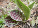 Tulips_Lalele (2014, March 11)