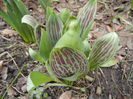 Tulips_Lalele (2014, March 11)