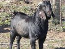 Tap Boer negru-3