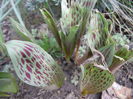 Tulips_Lalele (2014, March 11)