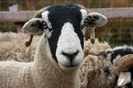 Oaie Swaledale-47