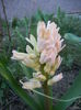 Pink Hyacinth_Zambila (2014, March 22)
