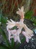 Pink Hyacinth_Zambila (2014, March 23)
