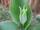 Tulip Bud_Lalea (2014, March 23)