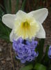 Narcissus & Hyacinth (2014, March 24)
