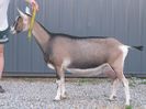 Capra Toggenburg