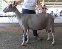 Capra Toggenburg frumoasa