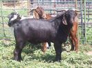 Tapi Boer-23d